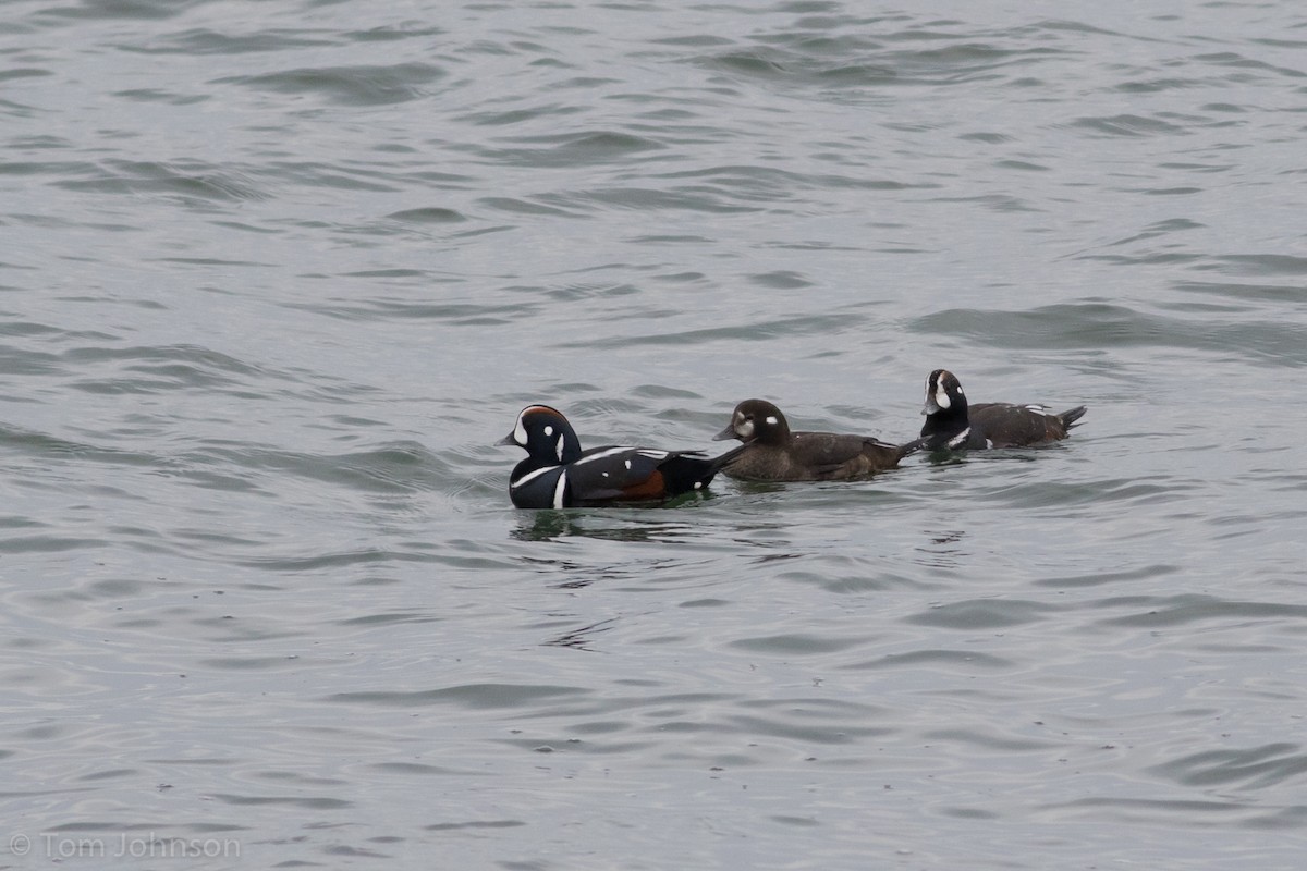 Harlequin Duck - Tom Johnson