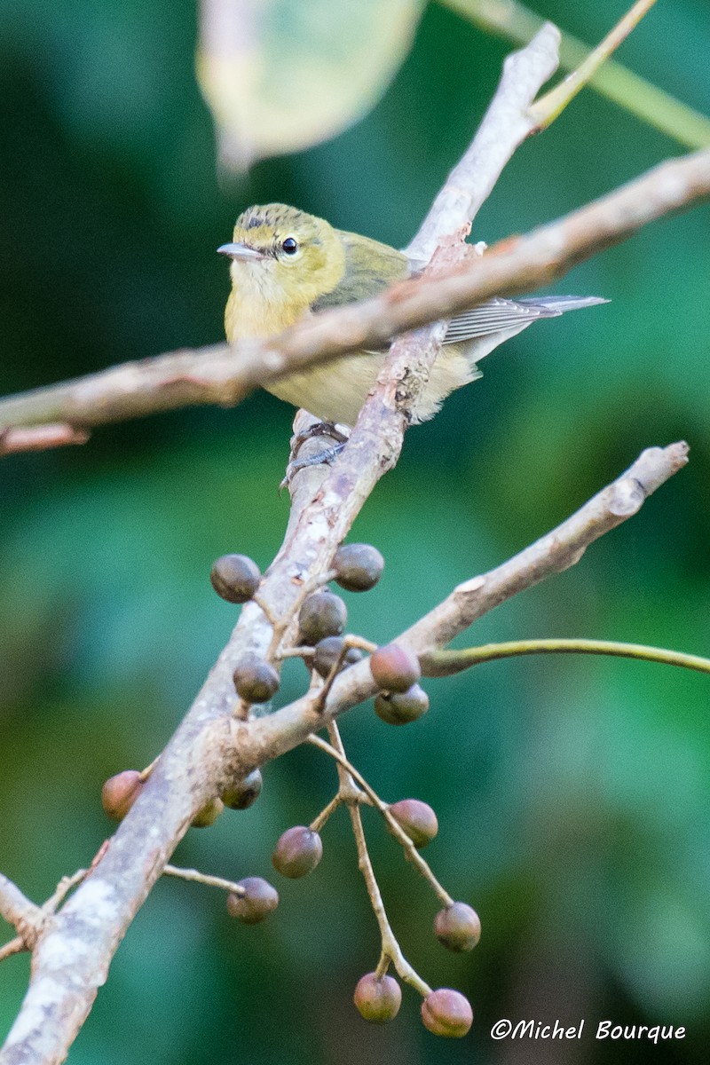 Bay-breasted Warbler - ML87684121