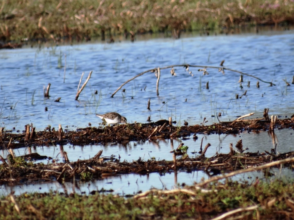 Least Sandpiper - ML87684371