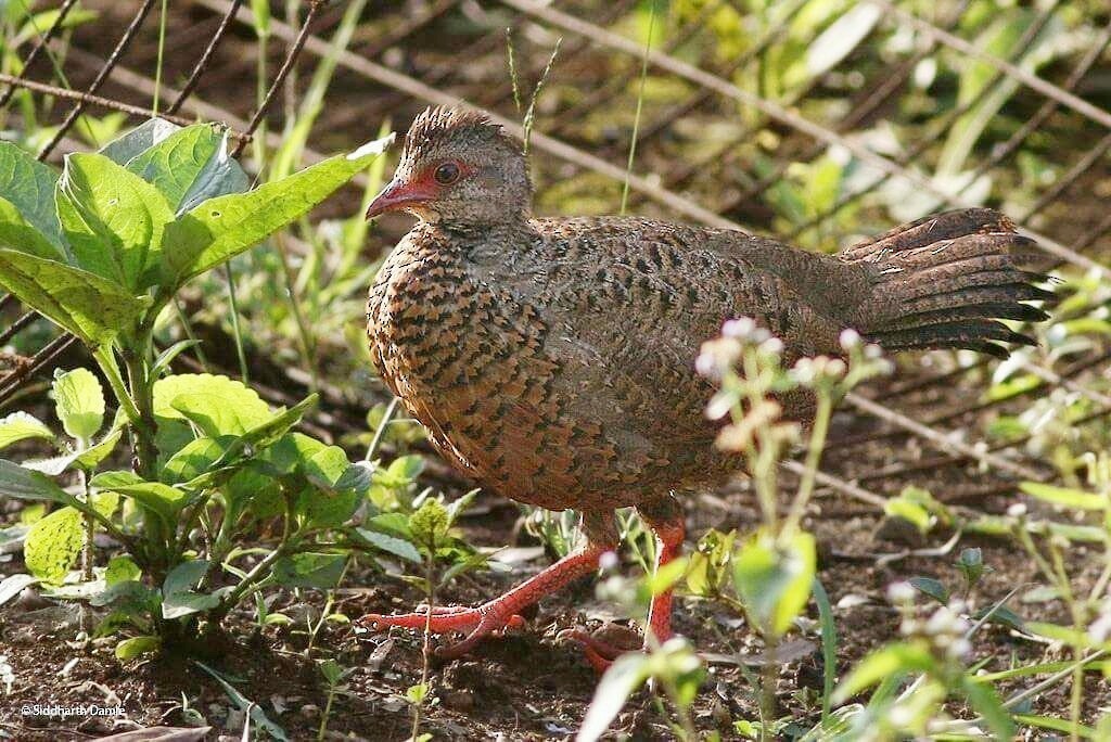 Red Spurfowl - ML87684401