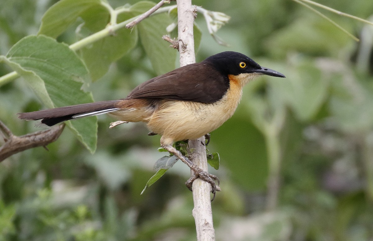 Black-capped Donacobius - Dave Curtis