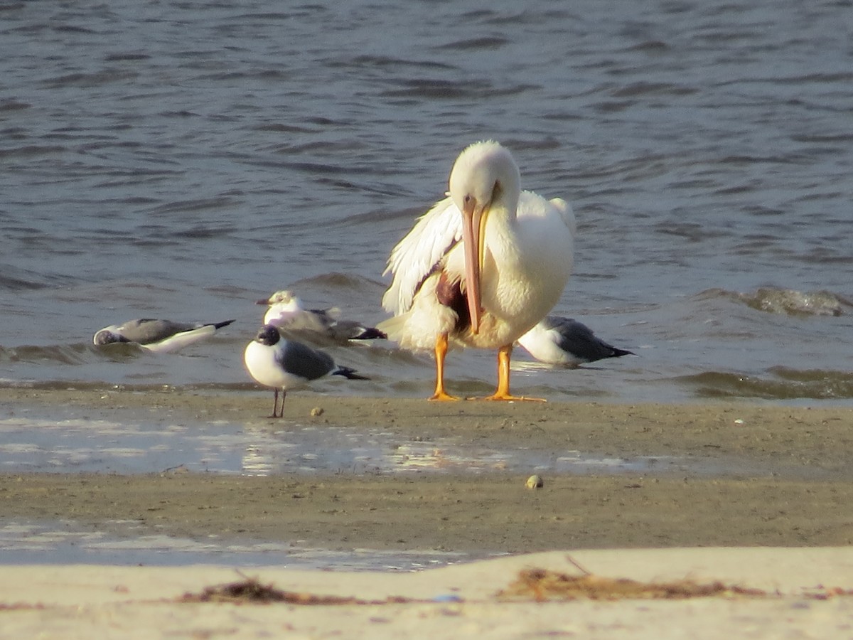 American White Pelican - ML87685371