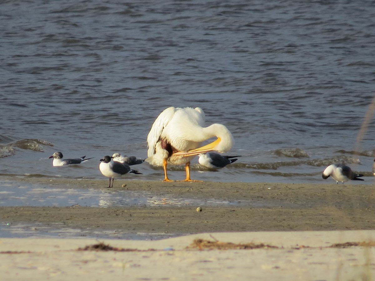 American White Pelican - ML87685391