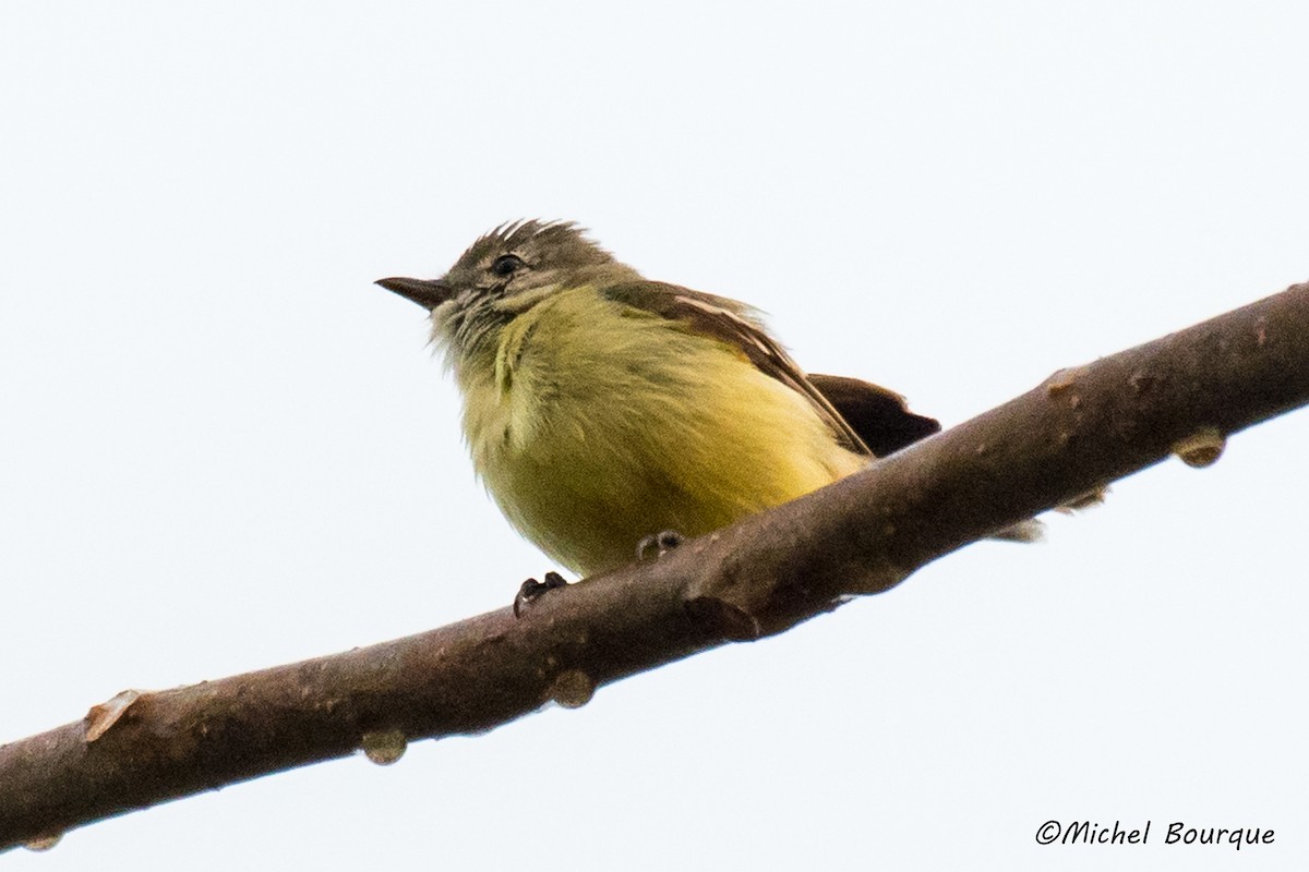 Southern Beardless-Tyrannulet - ML87685481