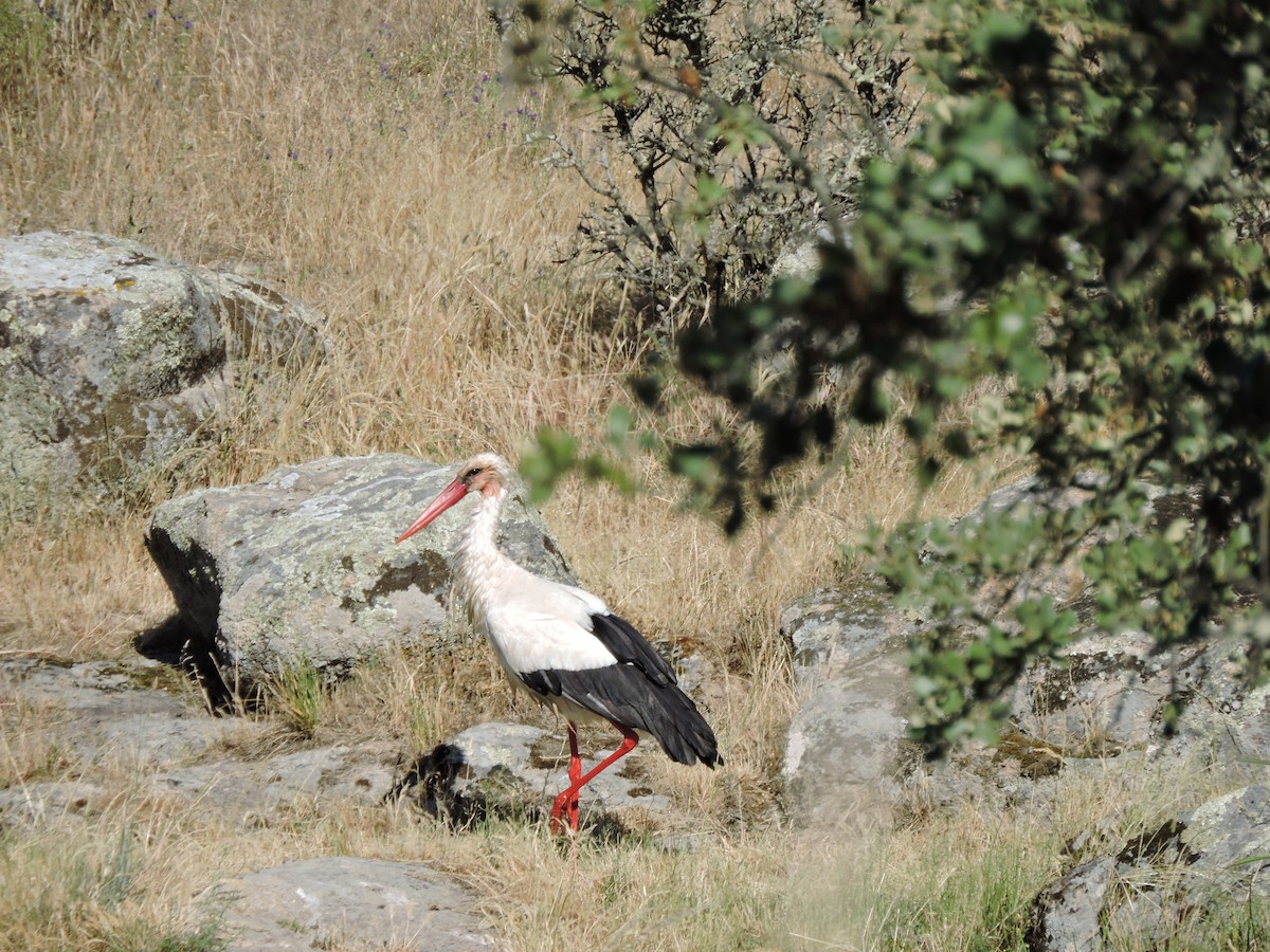 Cigüeña Blanca - ML87686641