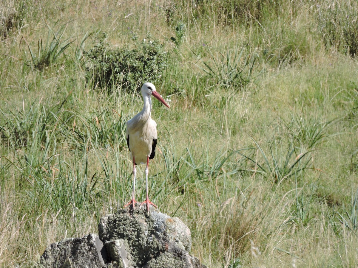 Cigüeña Blanca - ML87686661