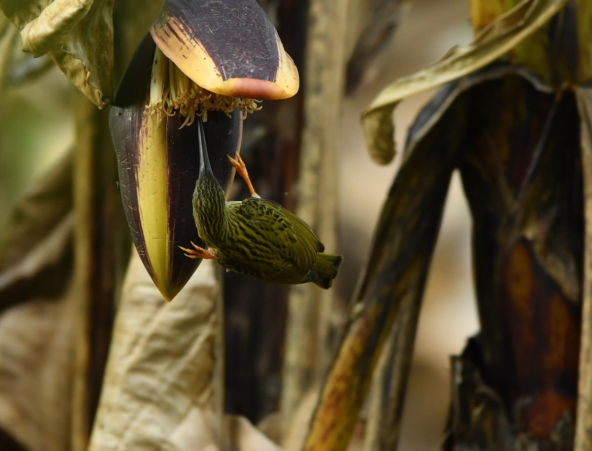 Streaked Spiderhunter - ML87687011