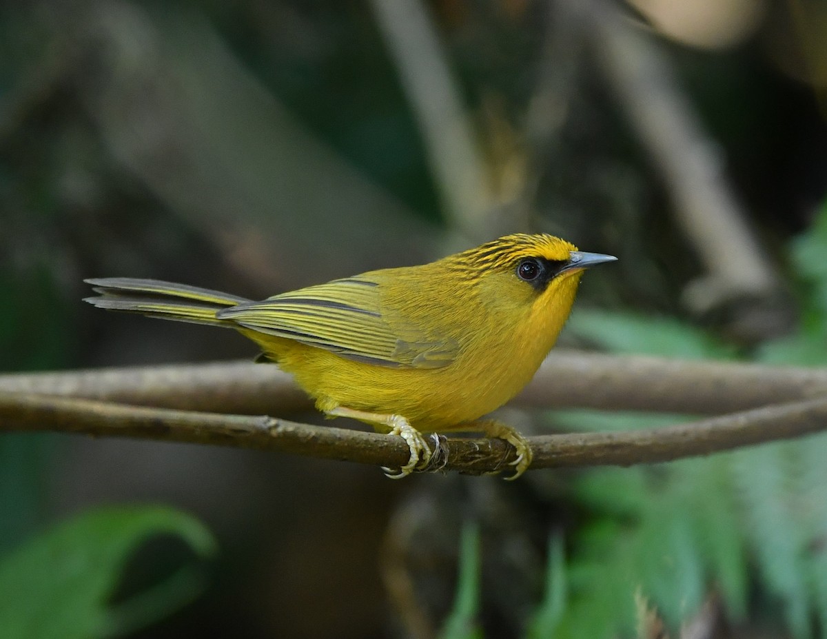 Golden Babbler - Vinoba Anand