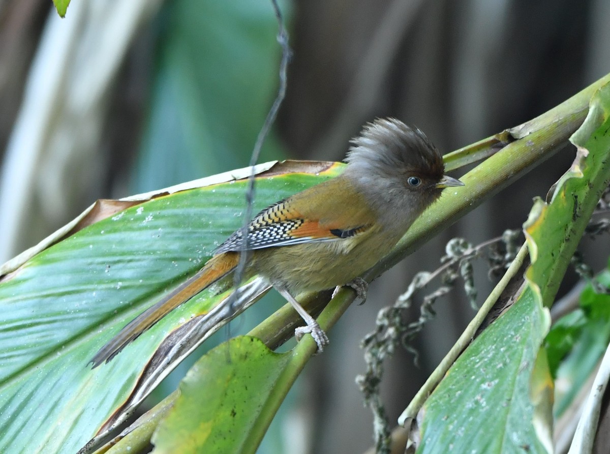 Rusty-fronted Barwing - ML87687491