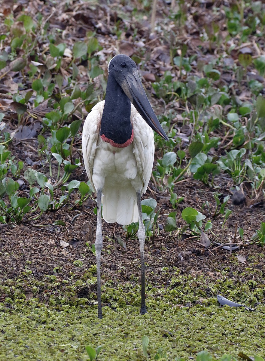 Jabiru - Dave Curtis