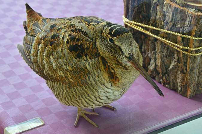 Eurasian Woodcock - ML87687941