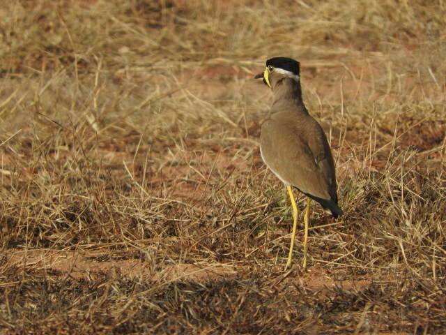 Чайка малабарська - ML87687971