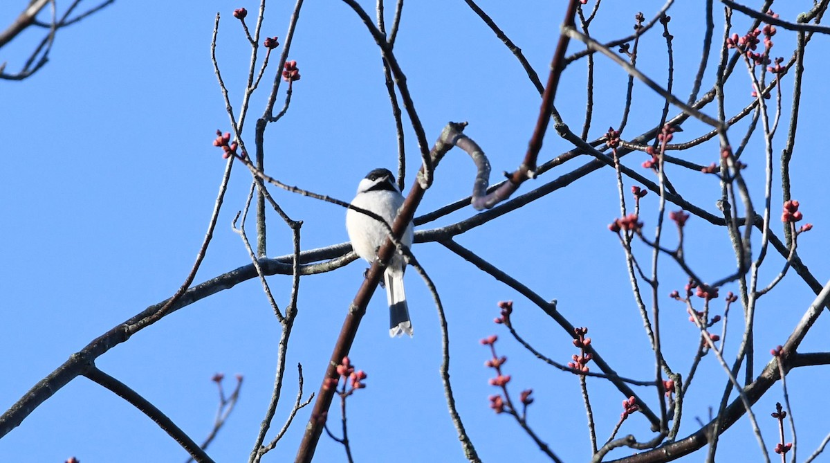 Carolina Chickadee - Barry Blust