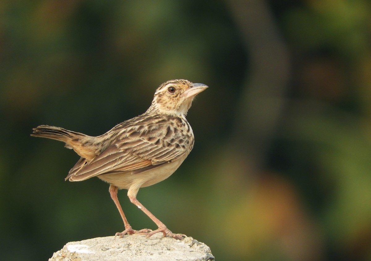 Jerdon's Bushlark - ML87689461