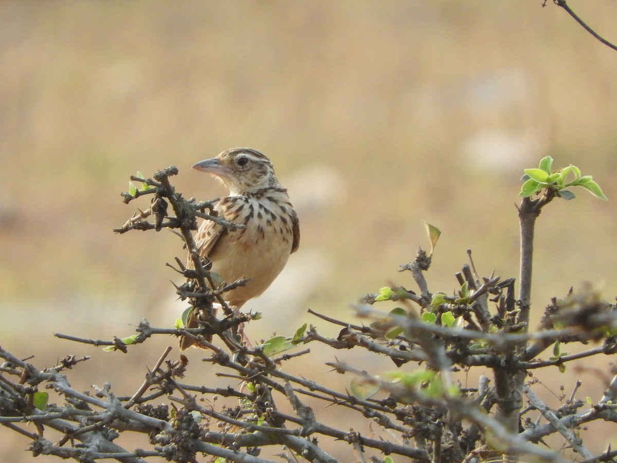 Jerdon's Bushlark - ML87689641