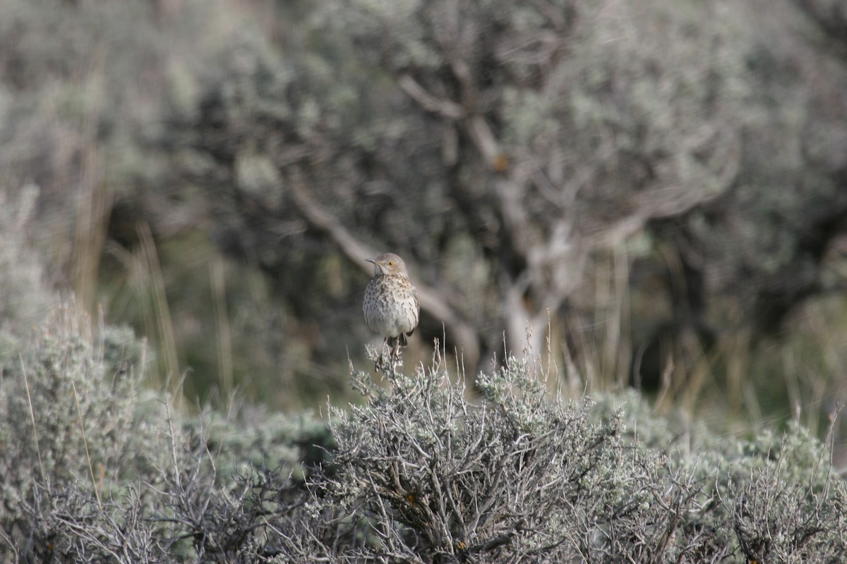 Sage Thrasher - ML87691171