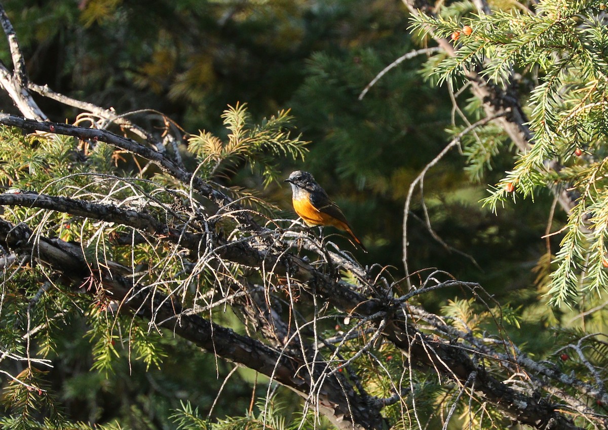 Blue-fronted Redstart - Suresh  Rana