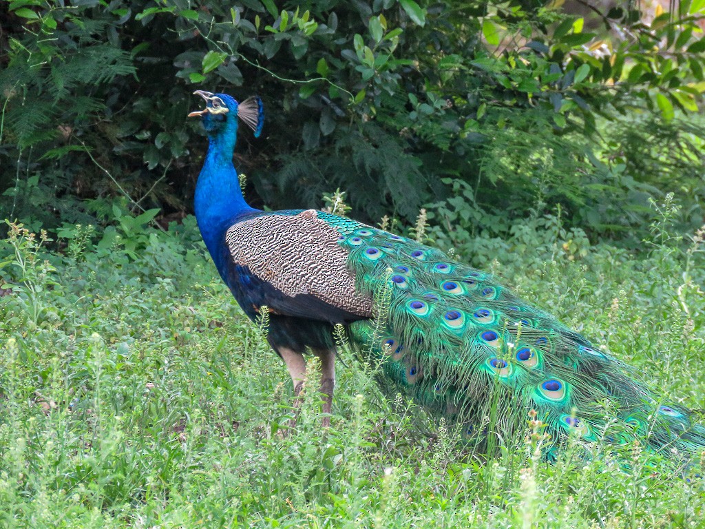 Indian Peafowl - ML87691791