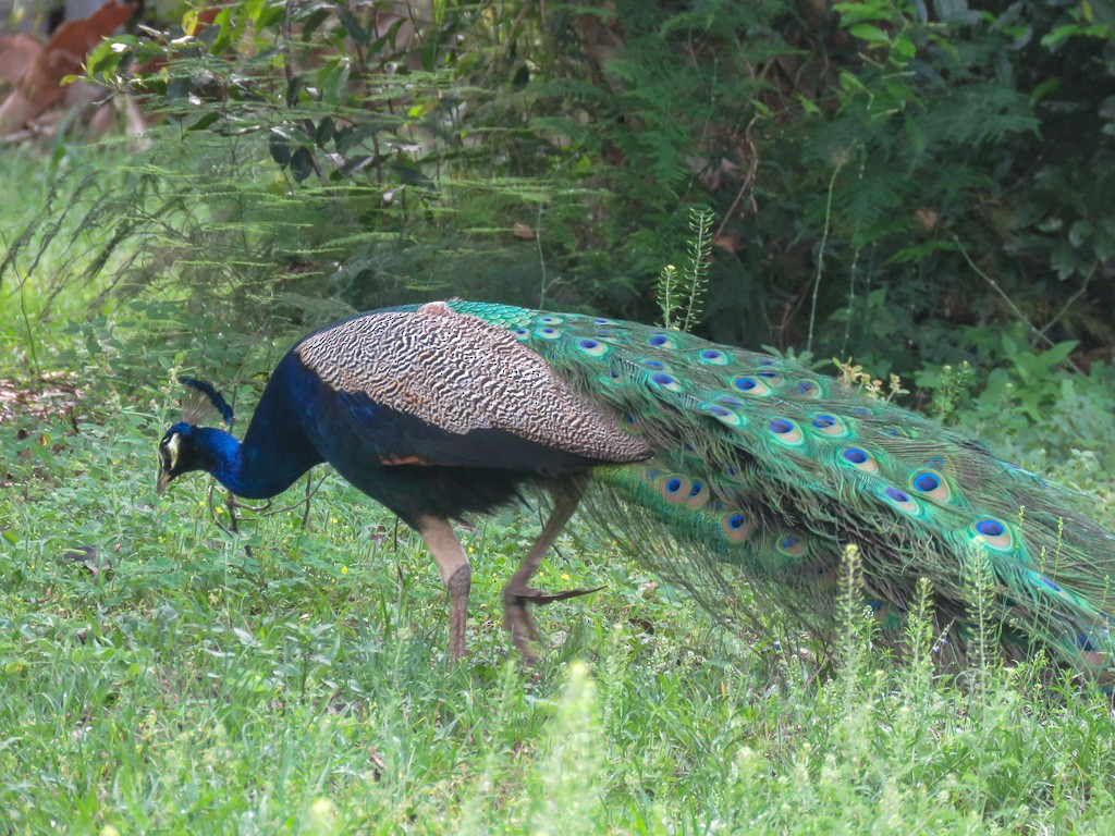 Indian Peafowl - ML87691801