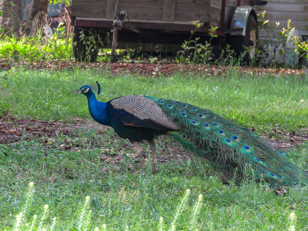 Indian Peafowl - ML87691811