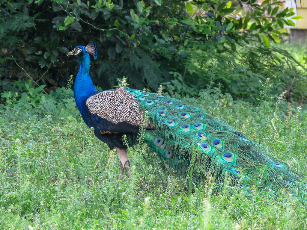 Indian Peafowl - ML87691821