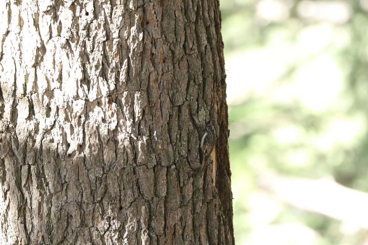 Bar-tailed Treecreeper - ML87691861