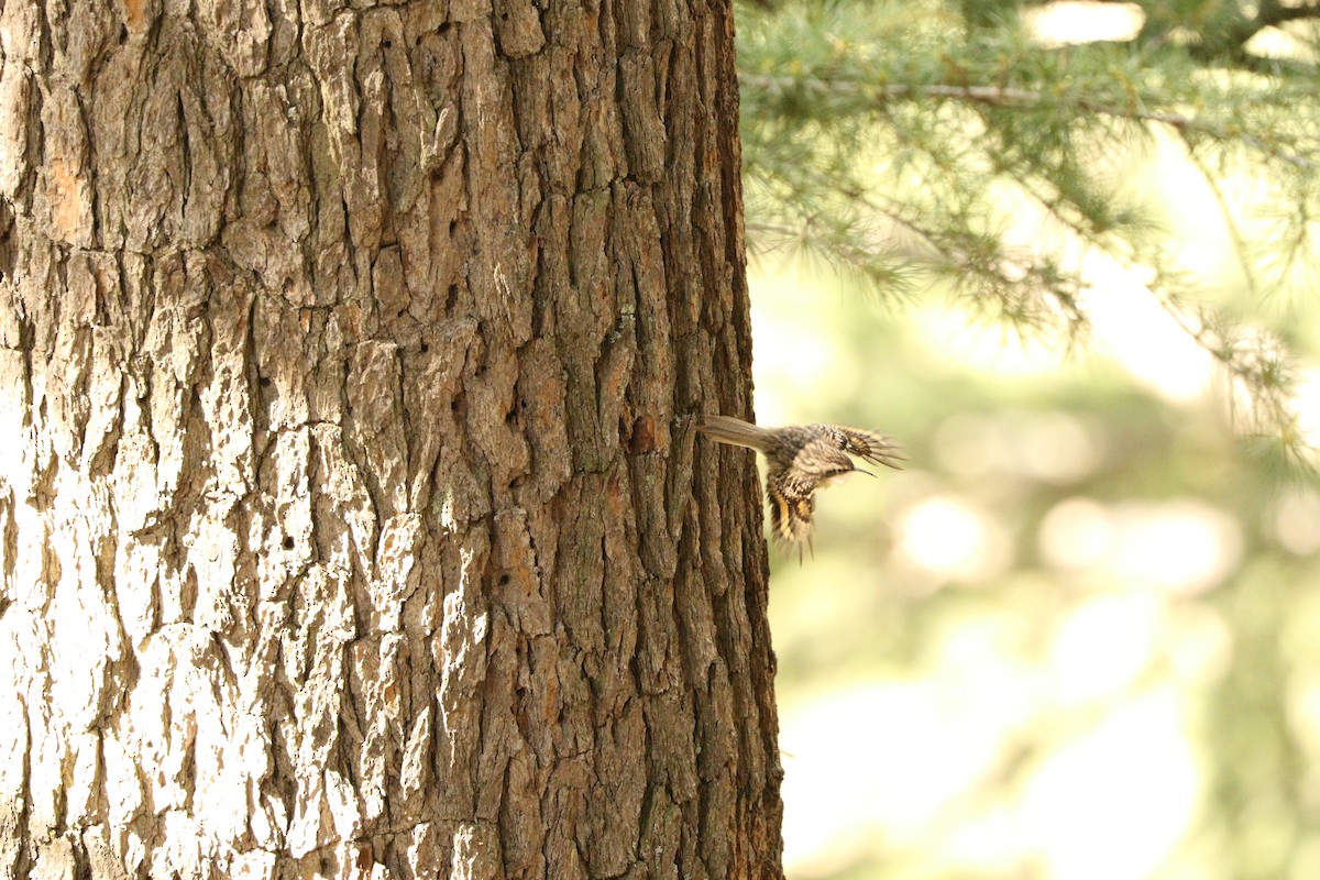 Bar-tailed Treecreeper - ML87692041