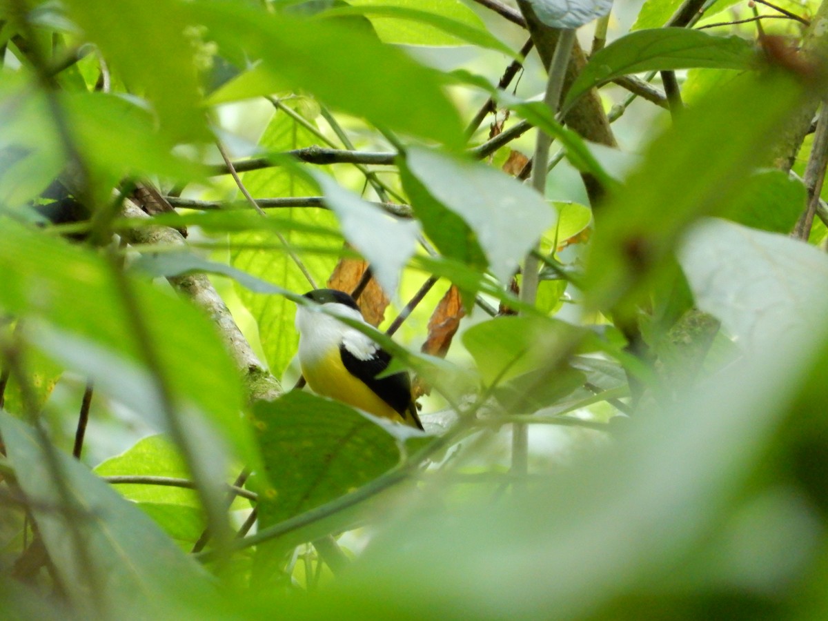 White-collared Manakin - ML87692051