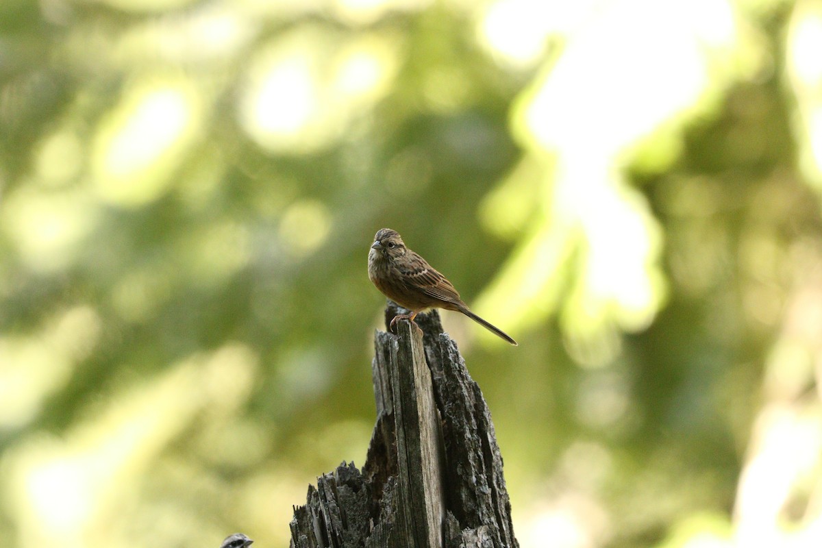 Rock Bunting - Suresh  Rana