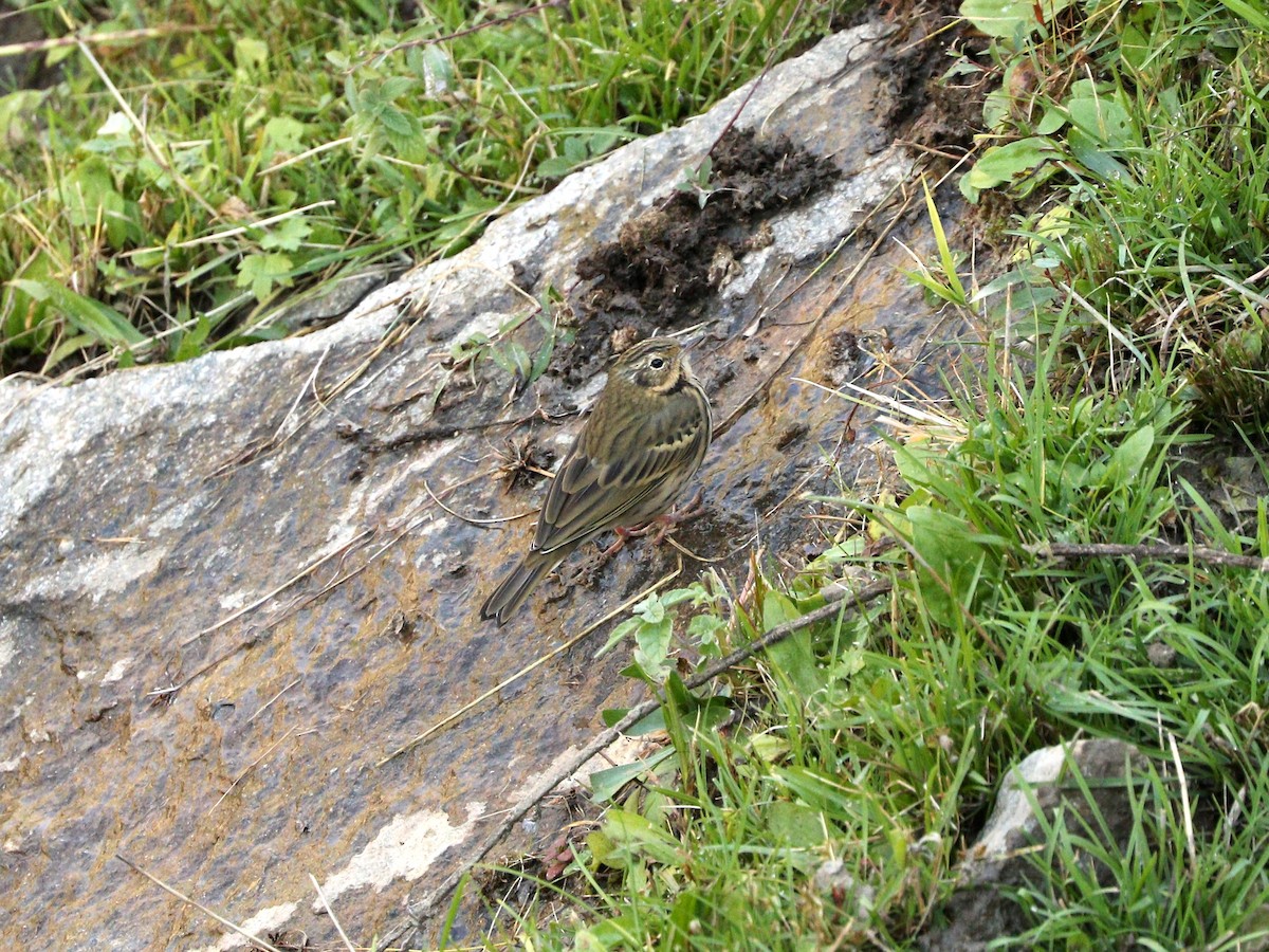 Olive-backed Pipit - ML87692511