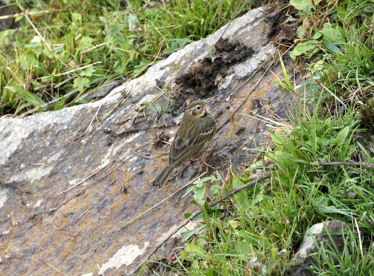 Olive-backed Pipit - ML87692591