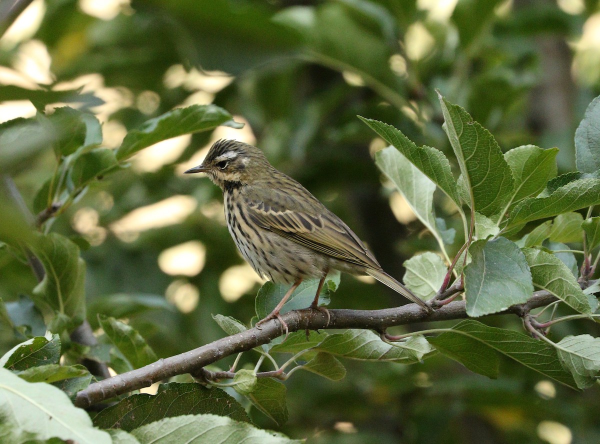 Olive-backed Pipit - ML87692671