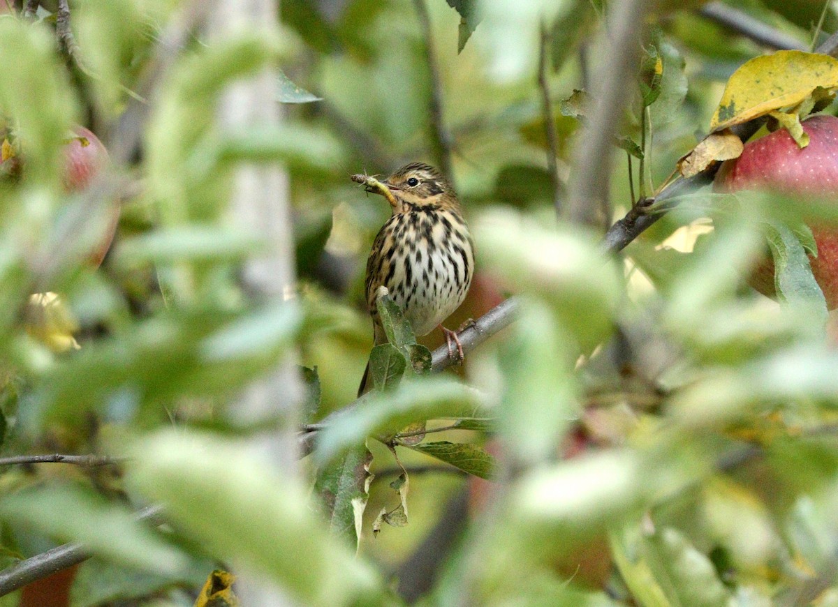 Olive-backed Pipit - ML87692701