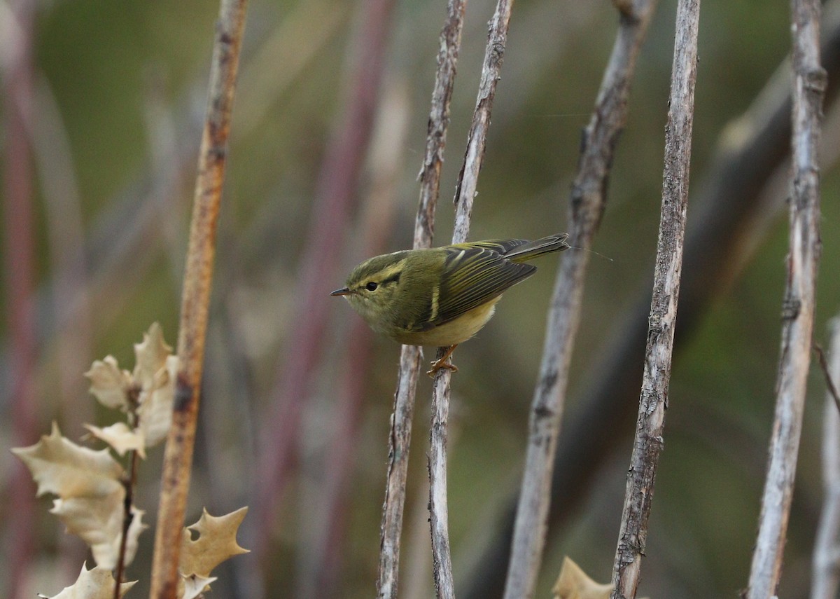 Lemon-rumped Warbler - Suresh Rana
