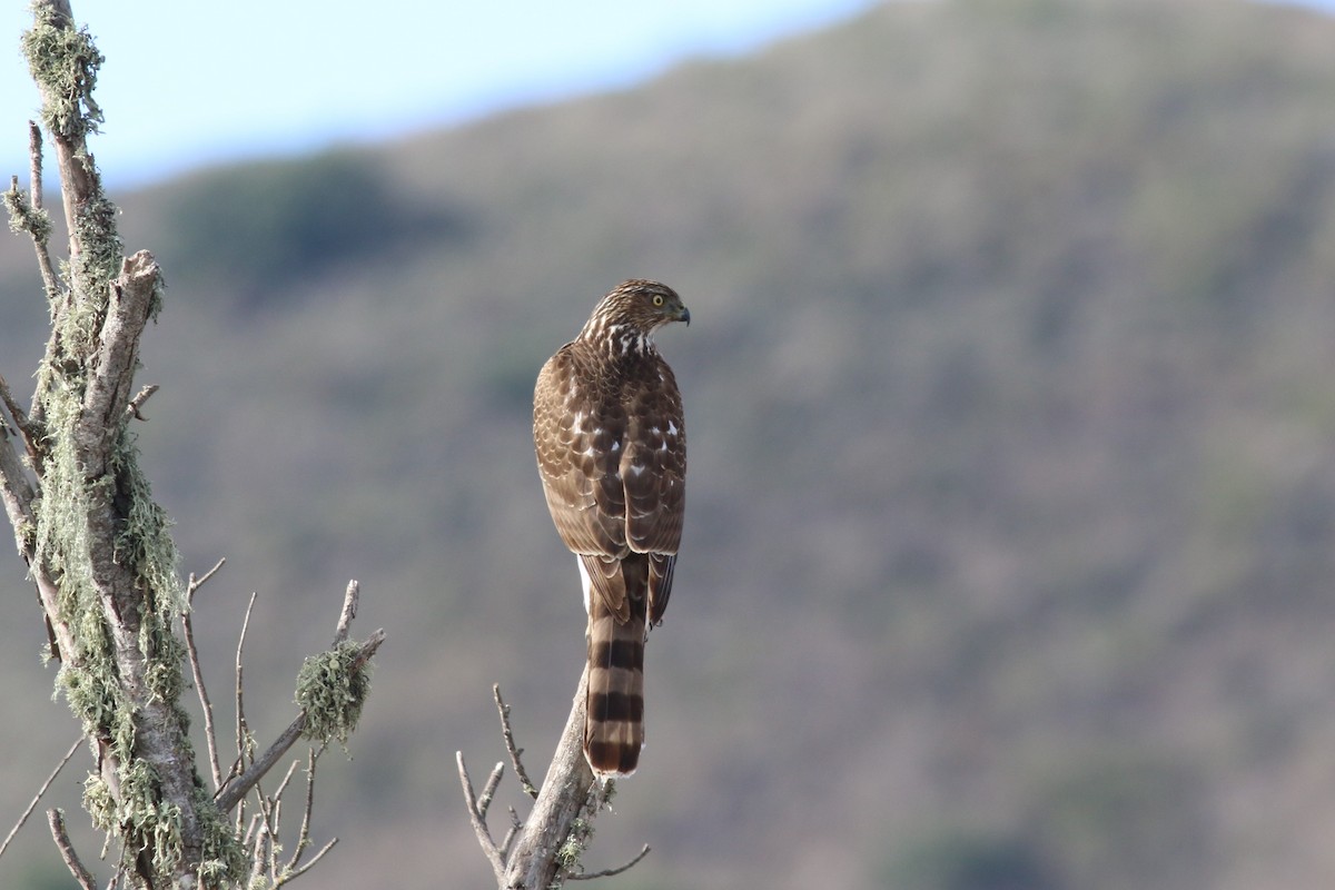 Cooper's Hawk - ML87693761