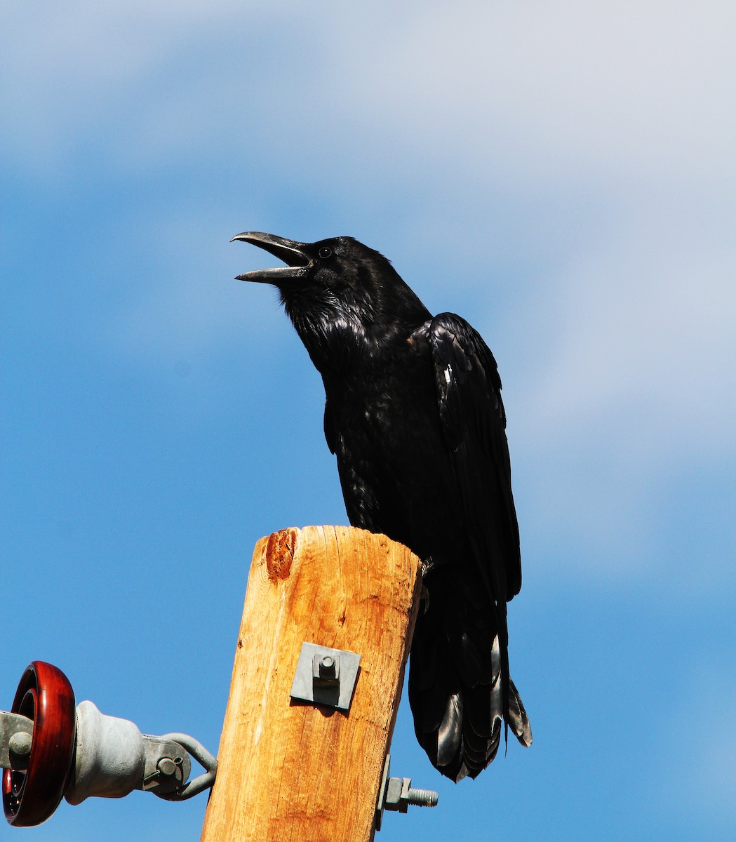 Common Raven - ML87694251