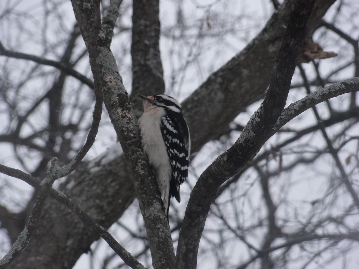 Downy Woodpecker - ML87694911