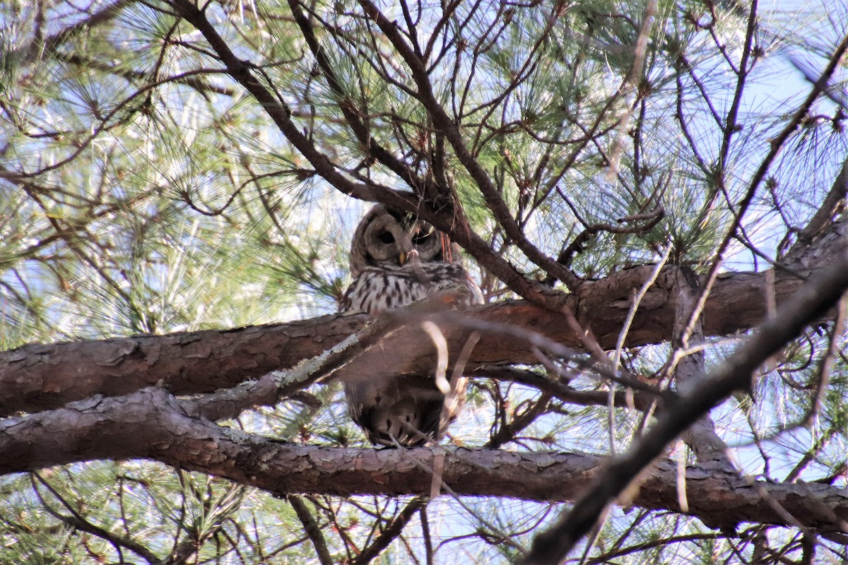 Barred Owl - ML87695801
