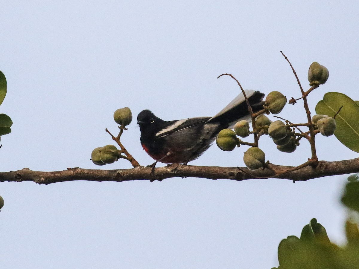 Painted Redstart - ML87696161