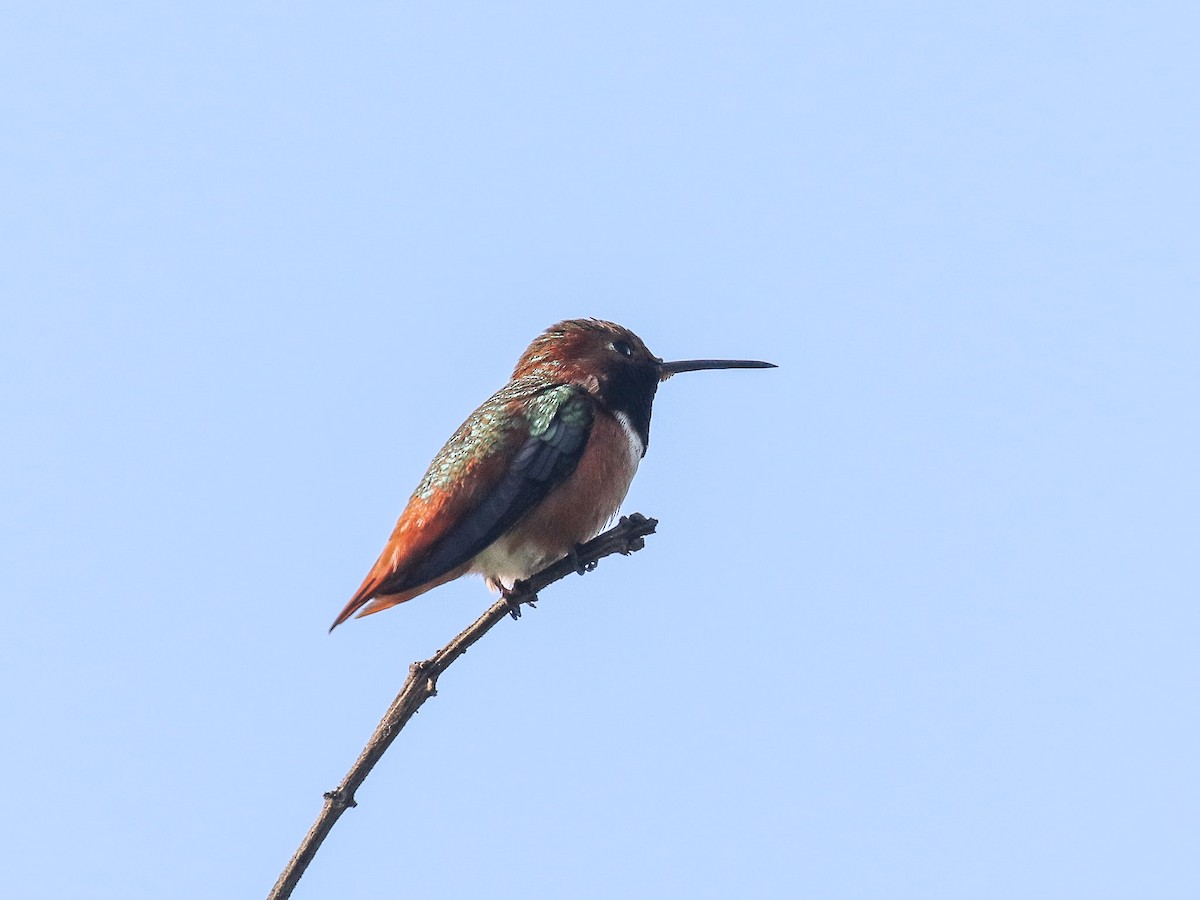 Allen's Hummingbird - ML87696511