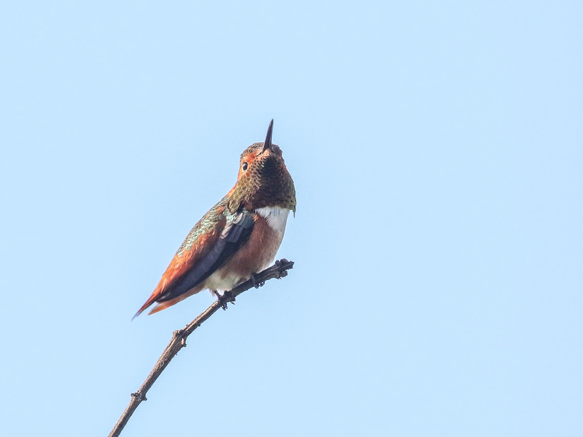 Allen's Hummingbird - ML87696521