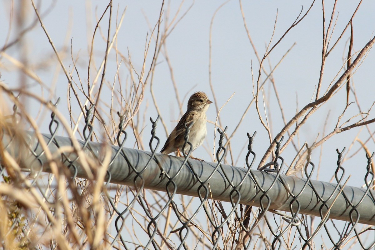 Brewer's Sparrow - ML87697201