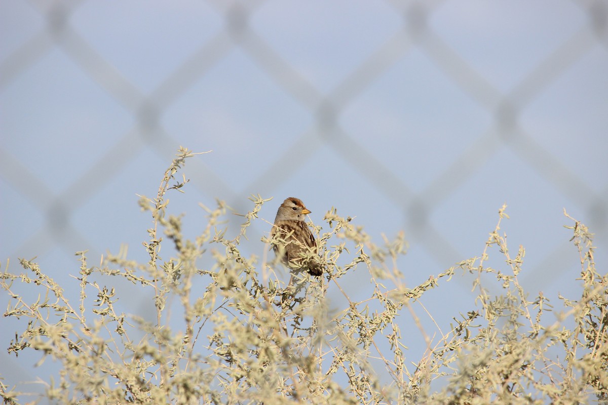 White-crowned Sparrow - ML87697441