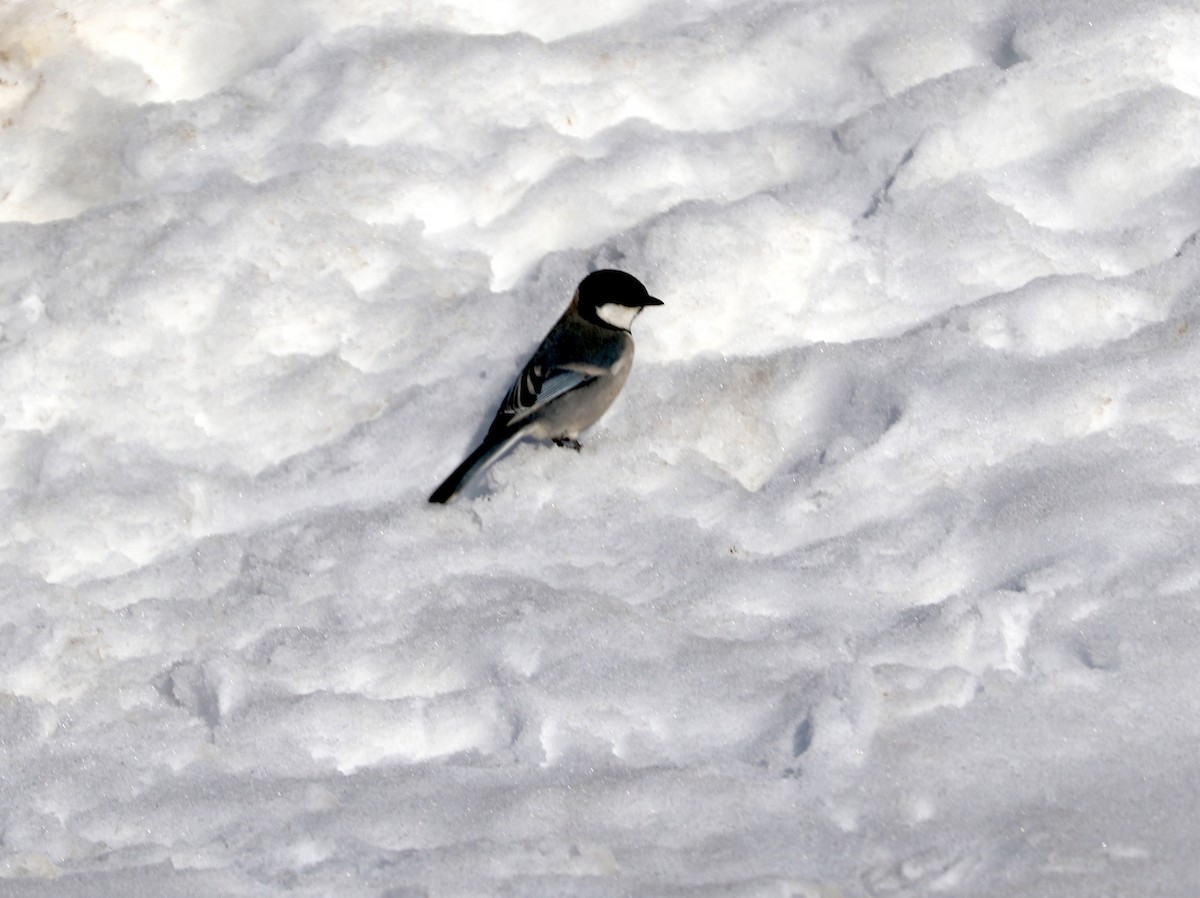 Cinereous Tit - ML87698741