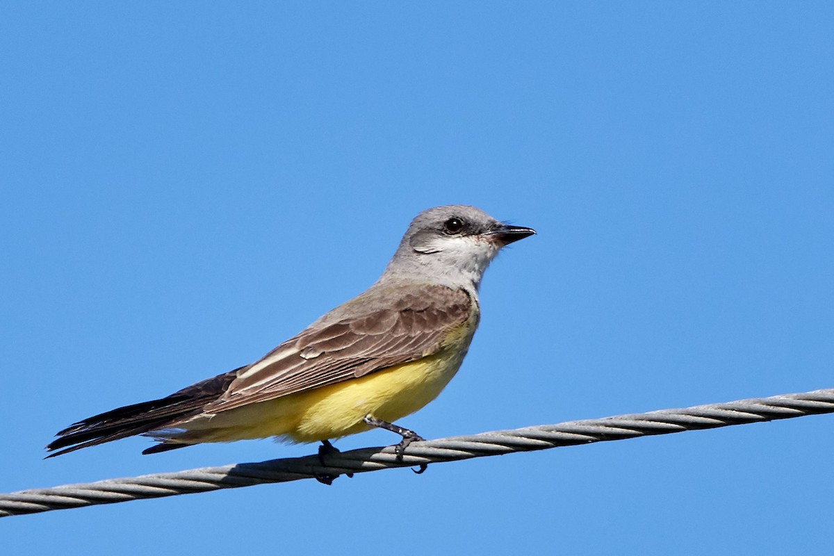 Western Kingbird - ML87699361