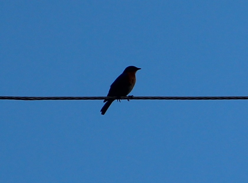 Eastern Bluebird - Nestor Herrera