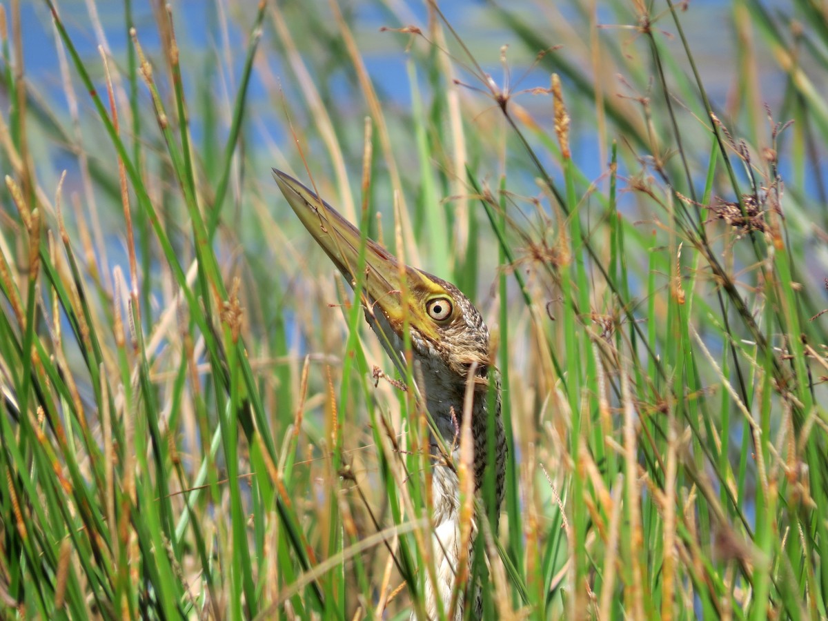 Pinnated Bittern - ML87700871