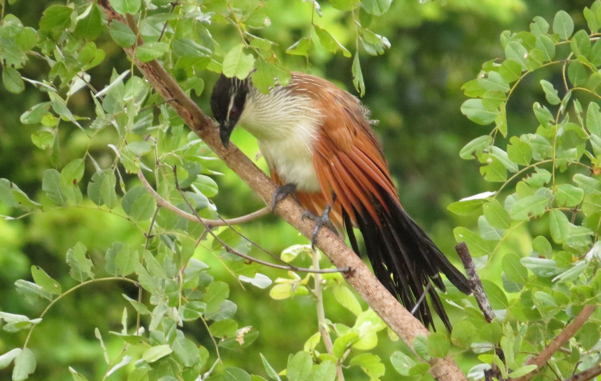 White-browed Coucal - Michael Woodruff