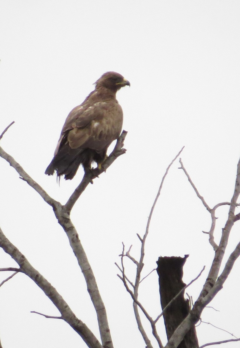 Tawny Eagle - Michael Woodruff