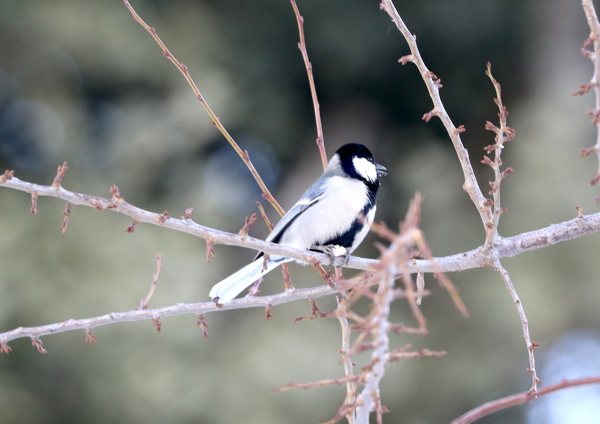 Cinereous Tit - ML87702221